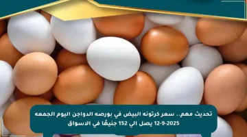 تحديث مهم.. سعر كرتونة البيض في بورصة الدواجن اليوم الجمعة 12-9-2025 يصل إلى 152 جنيهًا في الأسواق